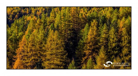 Colori dell'autunno - Valnontey Cogne (Ao)