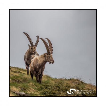 "Guarda là …." – Stambecchi – Valsavarenche (Ao)