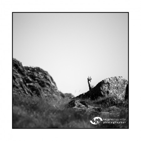 “… sono qui … “ – Camoscio – Cogne (Ao) 