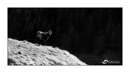 Camoscio - Valsavarenche (Ao) 