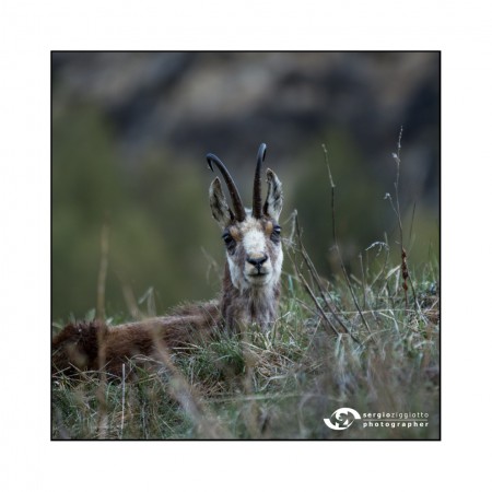 Camoscio - Valsavarenche (Ao)