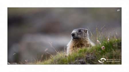 La marmotta e l'insetto .... Valsavarenche, Livionaz - luglio 2017